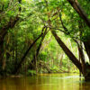 fleuve amazonie