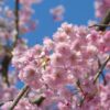 16558 cerisier a fleurs pleureur 2
