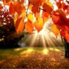 automne 1024x683 1