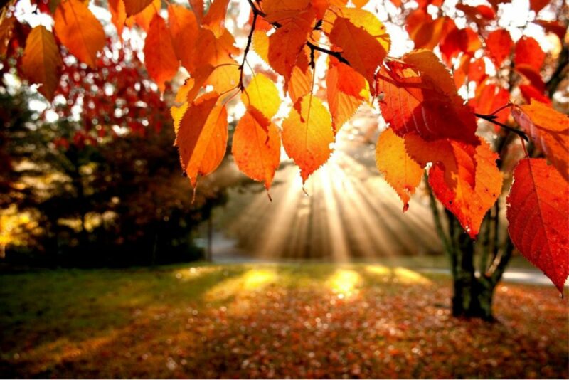 automne 1024x683 1