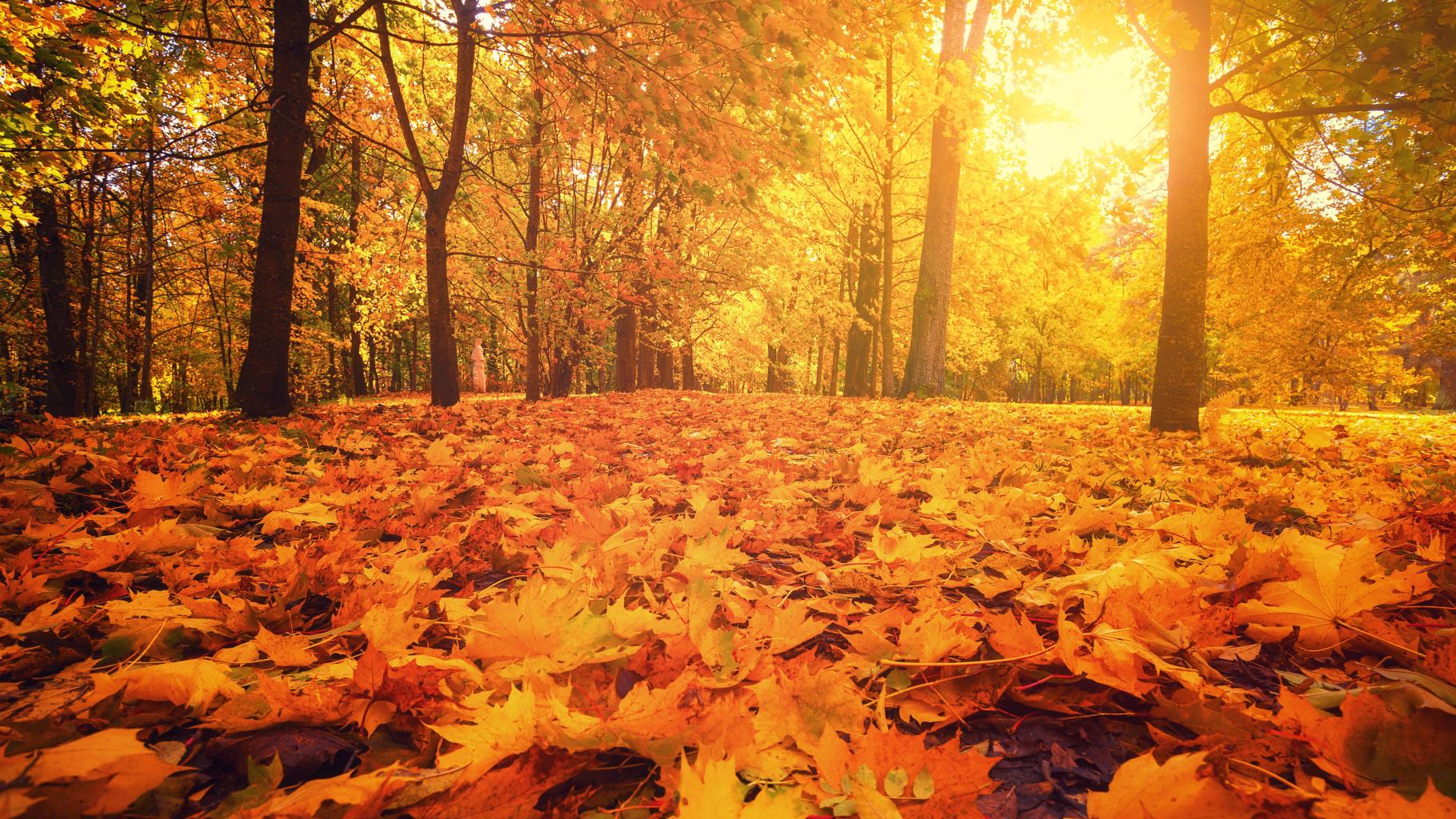 Modelage De Saison Automne 50 En Duo Day Spa La Roche Sur Yon