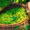 feuilles de thé vert