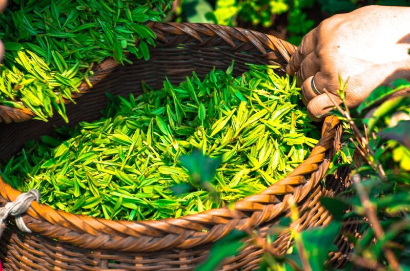 feuilles de thé vert